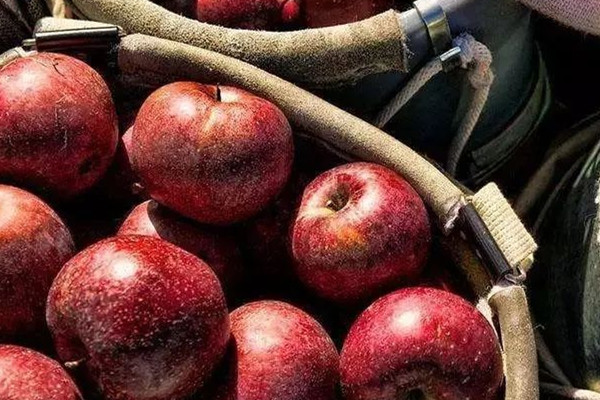 睡觉前吃苹果好吗可以减肥吗,睡觉前吃苹果会胖吗 睡觉前吃苹果好吗可以减肥吗,睡觉前吃苹果会胖吗