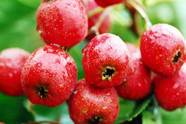 山楂食用方法,山楂应该怎么吃