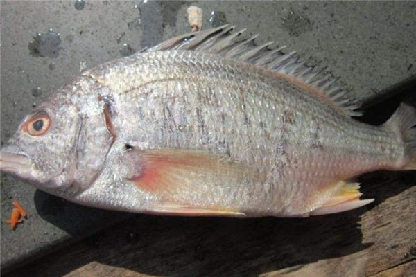罗非鱼的吃法,罗非鱼