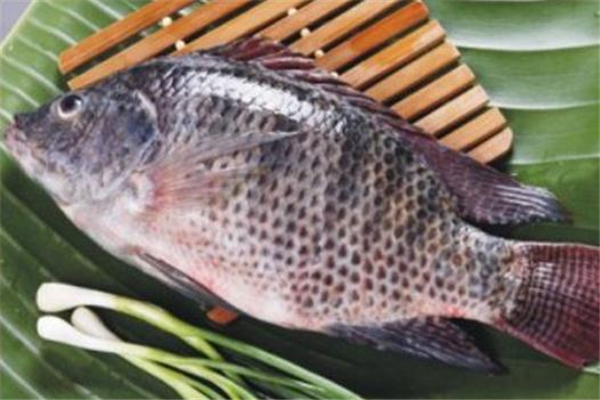 孕妇能吃罗非鱼吗,孕妇能吃罗非鱼吗晚期