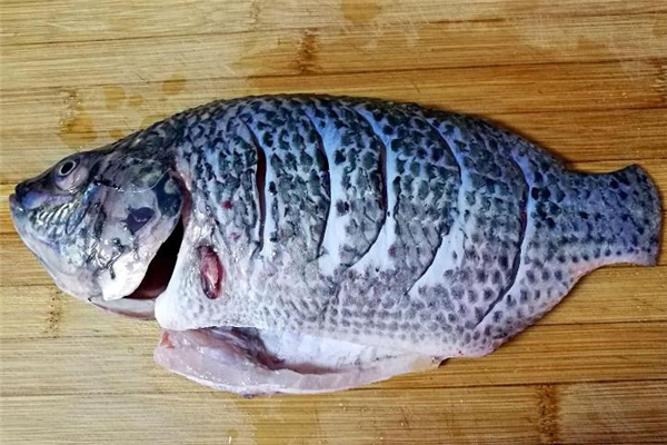 如何钓罗非鱼,用什么饵料,怎样钓罗非鱼容易上钩 如何钓罗非鱼,用什么饵料,怎样钓罗非鱼容易上钩