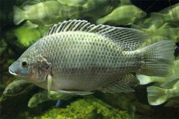 罗非鱼哪里有卖的,罗非鱼好吗