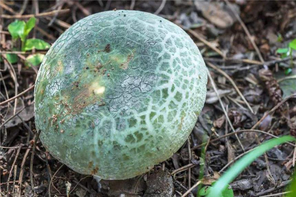 青头菌的做法大全集,青头菌的做法大全窍门 青头菌的做法大全集,青头菌的做法大全窍门