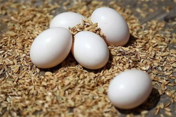 鸽子蛋可以生吃吗,鸽子蛋生喝可以吗 鸽子蛋可以生吃吗,鸽子蛋生喝可以吗