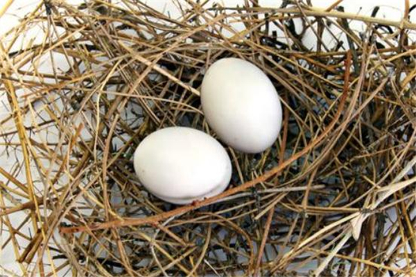 鸽子蛋晚上吃可以吗,鸽子蛋晚上吃可以吃吗