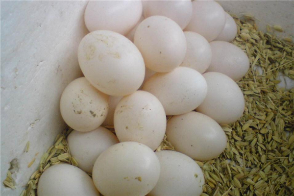 鸽子蛋可以煎着吃吗,鸽子蛋可以煎荷包蛋吗 鸽子蛋可以煎着吃吗,鸽子蛋可以煎荷包蛋吗