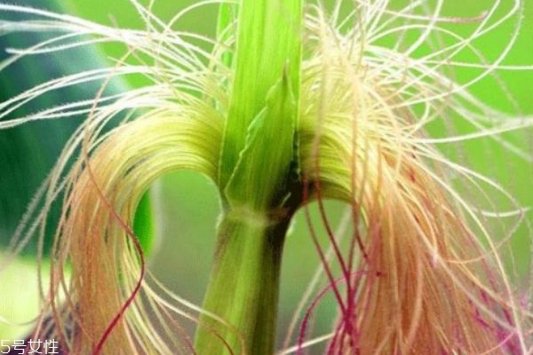 玉米须可以和什么一起泡水喝的功效,玉米须可以和什么一起泡水喝对孕妇比较好