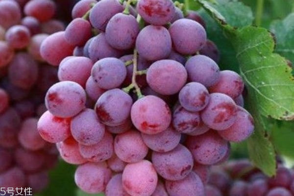 提子是几月份的水果,提子是几月份吃的水果