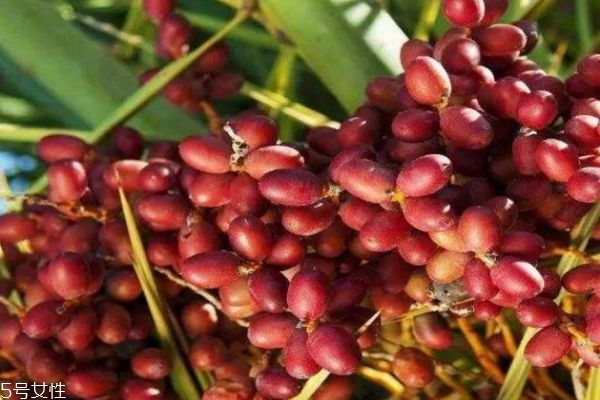 椰枣要洗吗,干椰枣吃时要不要洗