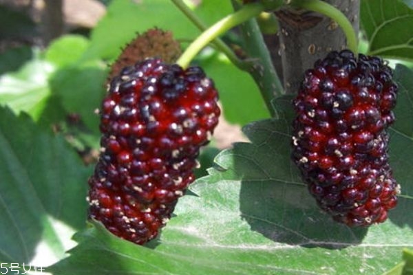 桑葚可以放几天,桑葚能放几天