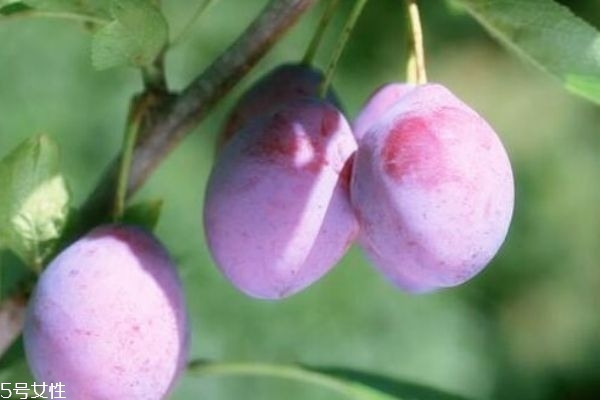 西梅软了还能吃吗,西梅吃多了会怎样