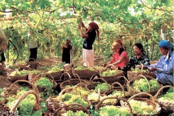 新疆的葡萄干多少钱一斤,新疆葡萄干多少钱一公斤 新疆的葡萄干多少钱一斤,新疆葡萄干多少钱一公斤