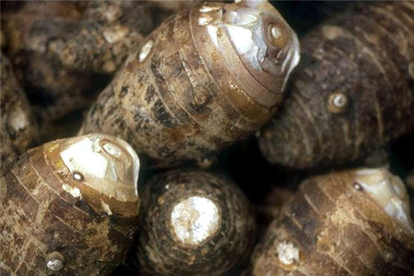 荔浦芋头的功效和作用,荔浦芋头功效和营养价值