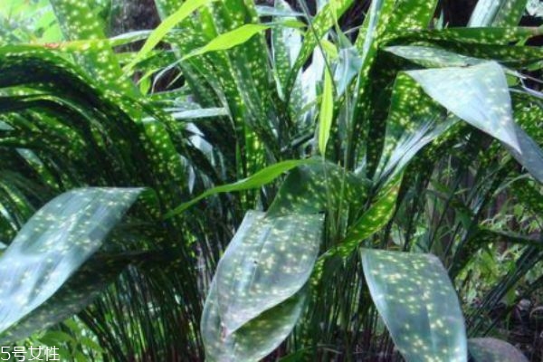 包粽子用的是什么叶子包的,包粽子用的是什么叶子?