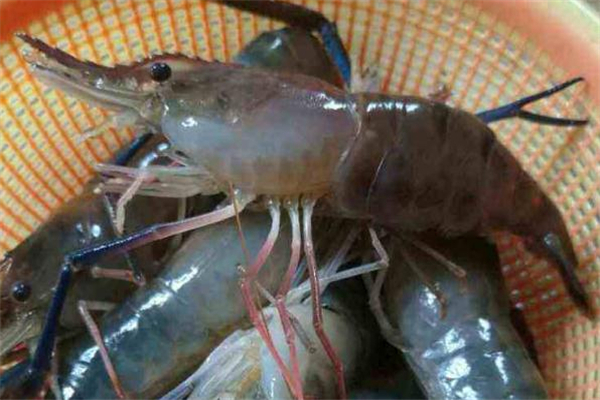 大头虾的做法大全家常,大虾的做法大全