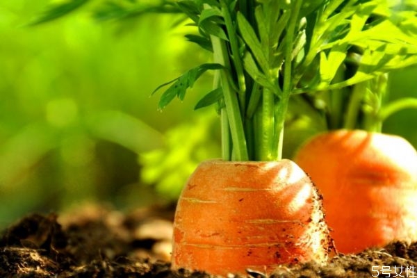 打流感疫苗后会拉肚子吗(打流感疫苗后会拉肚子吗) 打流感疫苗后会拉肚子吗(打流感疫苗后会拉肚子吗)