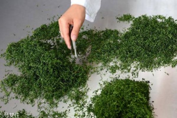 绞股蓝可以吃吗,绞股蓝可以吃吗?脑梗塞