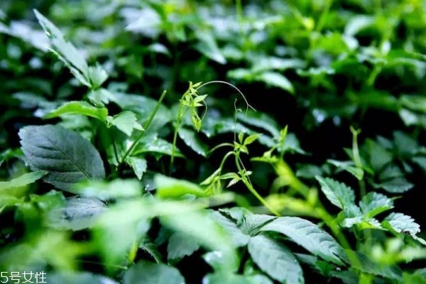 绞股蓝能长期服用吗,绞股蓝茶可以天天喝吗功效和作用