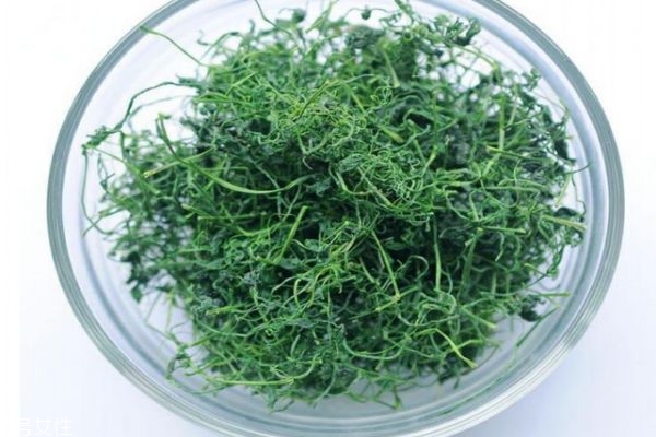 绞股蓝泡水苦吗?,绞股蓝泡水喝苦是好是不好