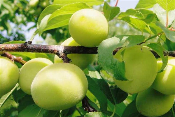 孕妇能吃青梅吗 初期,怀孕能吃西梅吗早期