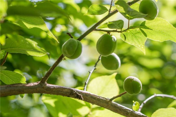 青梅能治便秘吗,便秘吃青梅管用吗 青梅能治便秘吗,便秘吃青梅管用吗