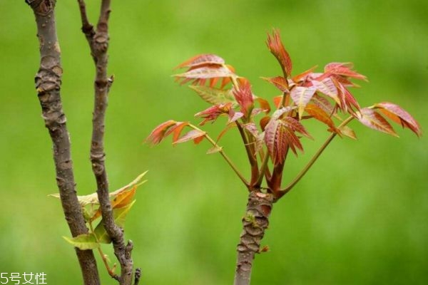香椿可以直接炒吗,香椿怎么炒