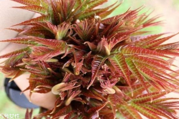 香椿不能和什么一起吃,香椿和什么相克,香椿不能和什么一起吃