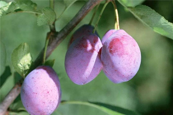 牛油果不能跟什么同吃,牛油果不能和什么同吃