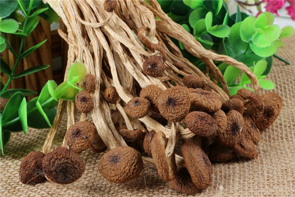 哺乳期能吃茶树菇吗,会回奶吗,哺乳期能吃茶树菇吗