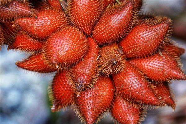 蛇皮果几月份成熟,蛇皮果几月份成熟上市