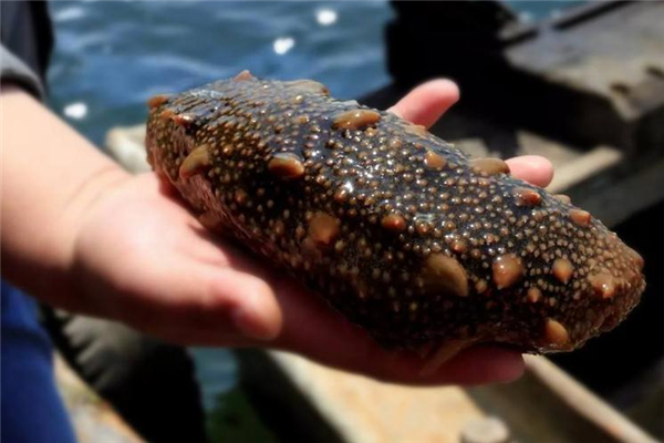 海参可以和菠萝一起吃吗?,海参能一起吃吗