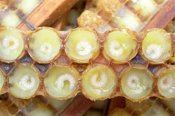蜂王浆对妇科有好处吗,来月经可以吃蜂王浆吗
