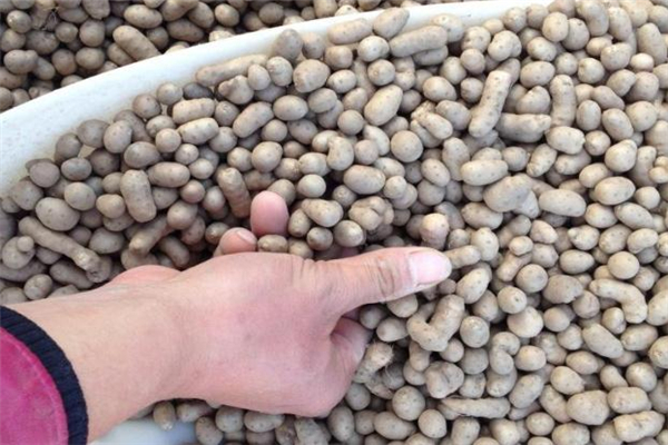 山药豆能晒干吗,山药豆晒干以后怎样吃