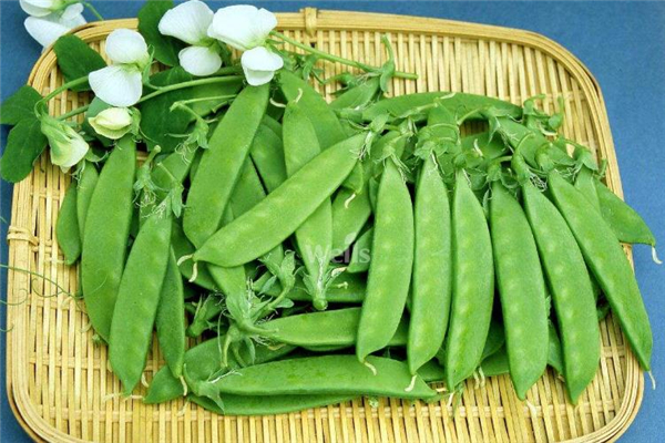 荷兰豆的营养价值和营养含量,荷兰豆的营养价值及功效