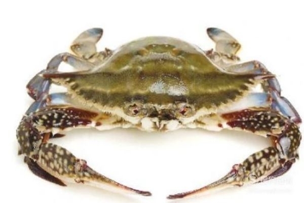 三门青蟹是海蟹吗,三门青蟹是海蟹还是河蟹 三门青蟹是海蟹吗,三门青蟹是海蟹还是河蟹