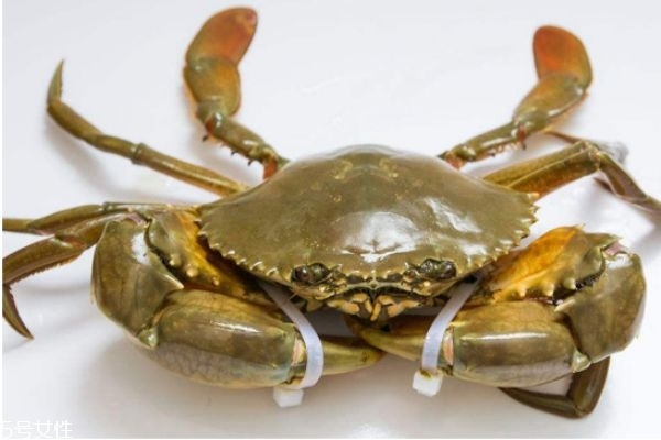 三门青蟹怎么挑选肥,三门青蟹怎么挑选图片