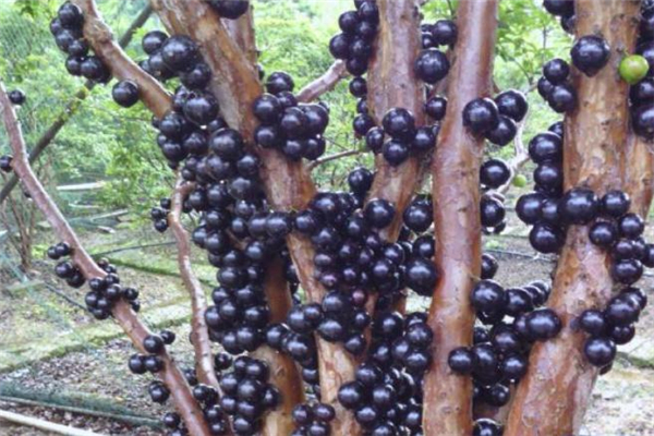 树葡萄的籽可以吃吗,树葡萄籽和皮能吃吗