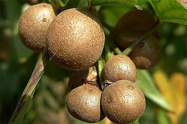 山药豆可以放冰箱吗?,山药豆能放冰箱冷藏保存吗