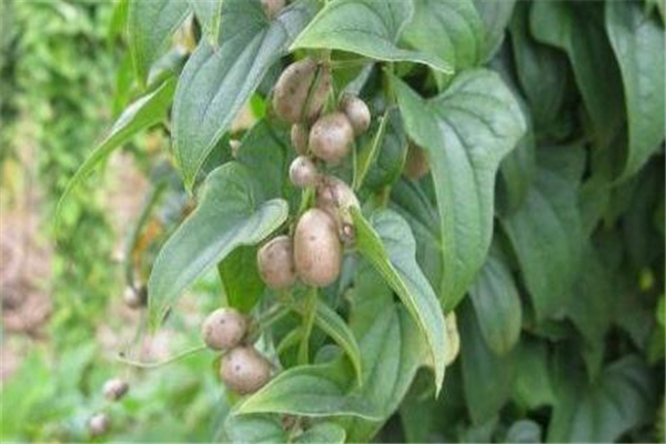 山药豆蒸多久能熟透,山药豆蒸多久可以熟