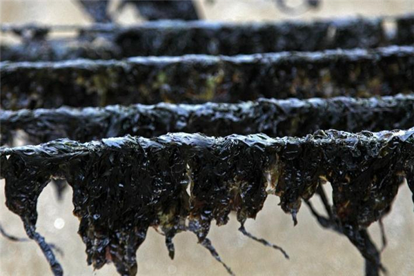 吃紫菜头有什么好处,紫菜有什么营养和功效