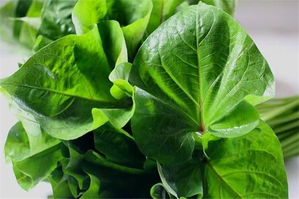 红薯叶不适合什么样的人群吃,吃红薯叶好吗