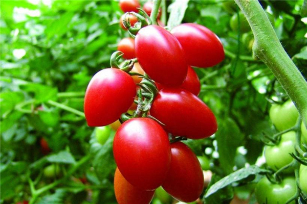 圣女果可以和苹果一起吃吗?,圣女果不可以和什么水果一起吃 圣女果可以和苹果一起吃吗?,圣女果不可以和什么水果一起吃