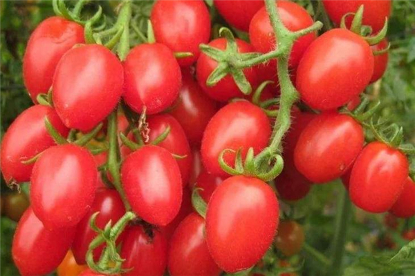 圣女果糖尿病人能吃吗?,圣女果糖尿病人可以吃吗