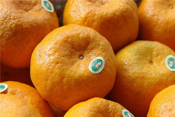 椪柑减肥可以吃吗,减肥能吃柑庶吗