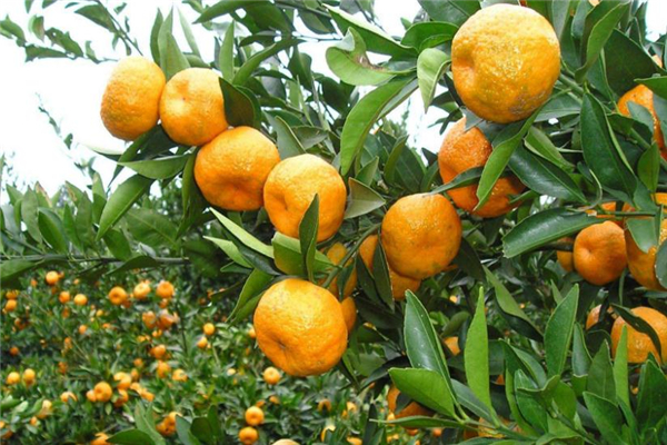 椪柑是热性还是凉性水果,椪柑是热性还是凉性的 椪柑是热性还是凉性水果,椪柑是热性还是凉性的