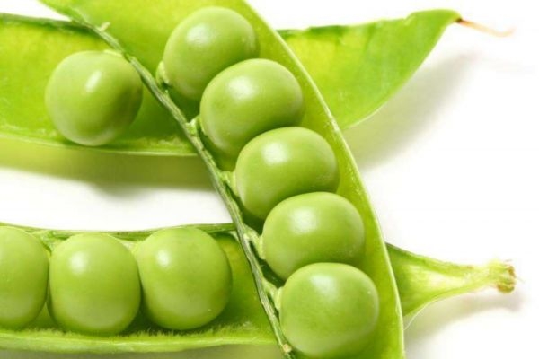 豌豆变黄了还能吃吗,豌豆发黄了还能吃吗 豌豆变黄了还能吃吗,豌豆发黄了还能吃吗
