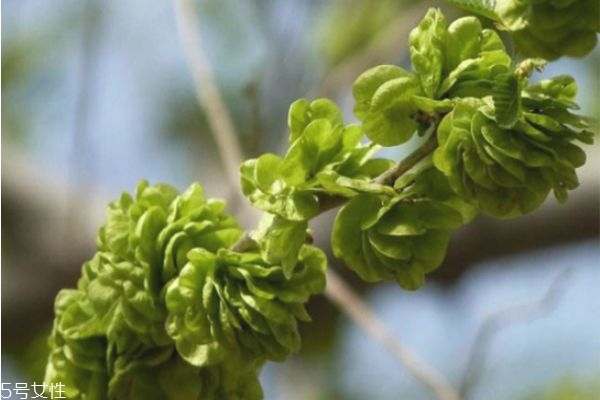 榆钱好吃吗,榆钱好吃吗什么味道