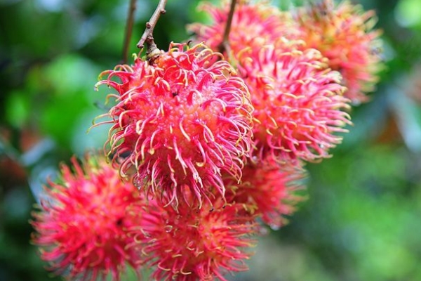 红毛丹好吃吗什么味道,泰国红毛丹好吃吗