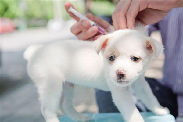 狂犬病致死率是多少(狂犬病致死率是多少) 狂犬病致死率是多少(狂犬病致死率是多少)