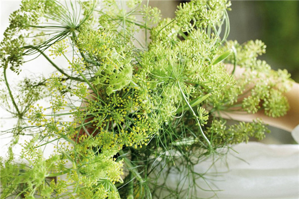 莳萝是什么,莳萝子图片